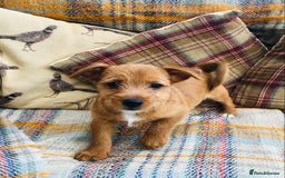Norfolk Terrier dogs for sale: Stubleywood 3/4 Norfolk puppies - Image 7