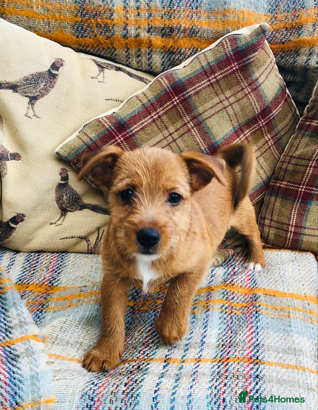 Norfolk Terrier dogs for sale: Stubleywood 3/4 Norfolk puppies - Image 7