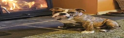 English Bulldog dogs for sale: 🇬🇧STUNNING KC ENGLISH BULLDOG SEEKS 5* HOME🇬🇧 - Advert 7
