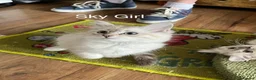 Siberian cats for sale: Amazing Siberian Neva Masquerade/Ragdoll kittens  - Advert 19