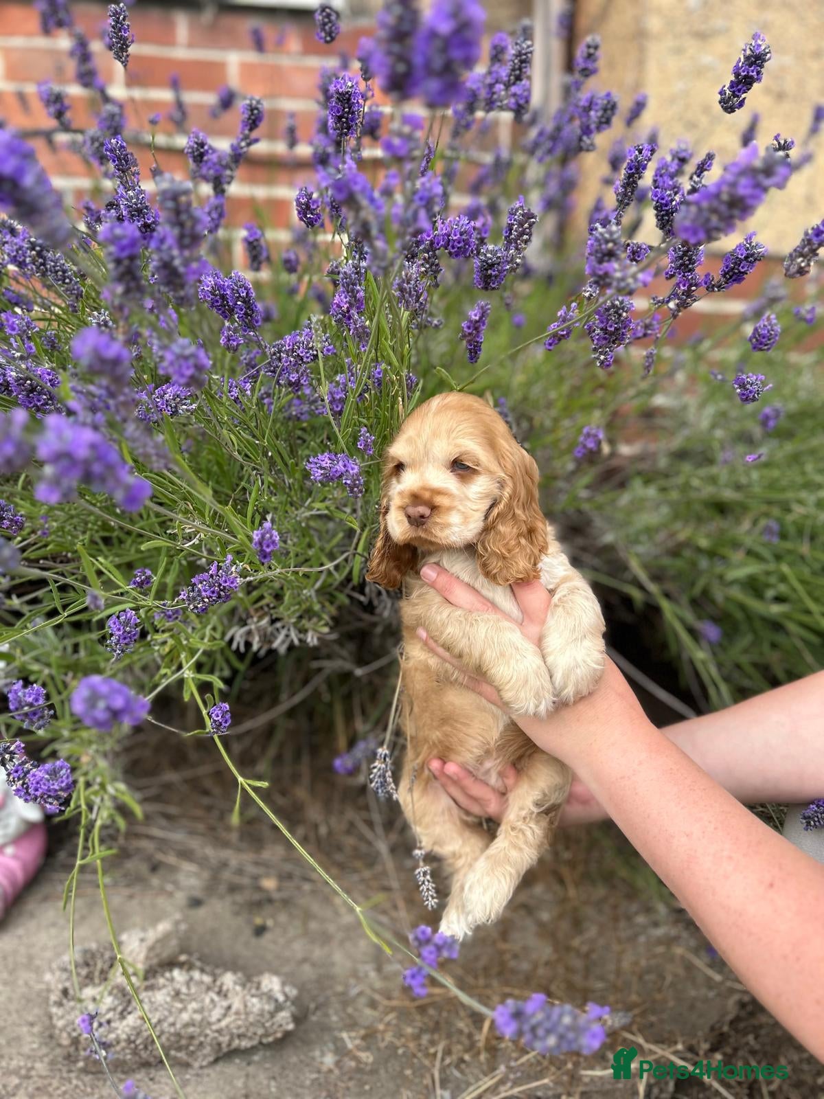 Cocker Spaniel dogs Kc registered cocker spaniel puppies  - Advert 1