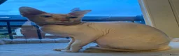 Sphynx cats for stud: Beautiful Sphynx for STUD - Advert 4