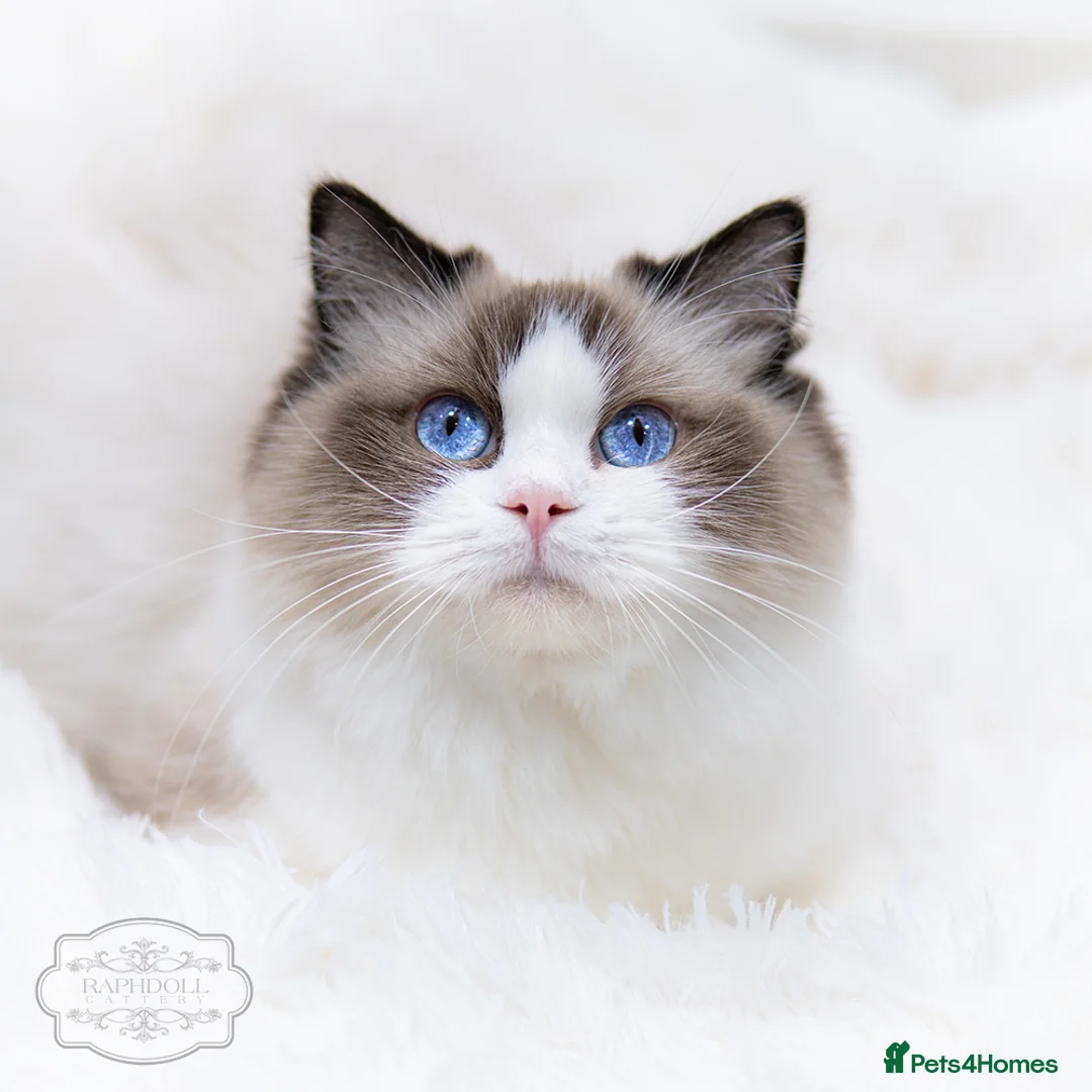 Ragdoll cats for sale: Champion Ragdoll Boy Zeus SHOW-BREED - Advert 3