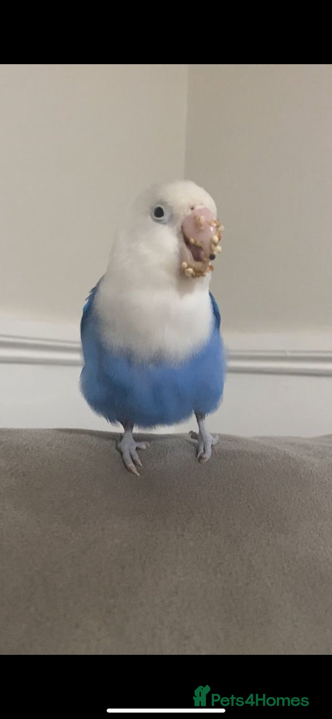 Lovebirds birds for sale: Fischer Opaline Lovebird  - Advert 3