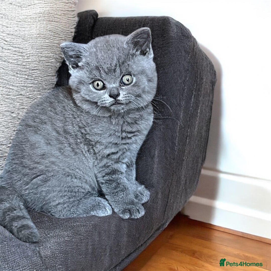 British Shorthair cats for sale: Beautiful Blue British Shorthair Kittens ready now - Image 2