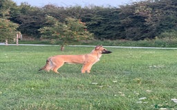 German Shepherd dogs for sale: Adorable German Shepherd Puppy for HisForever Home - Image 5