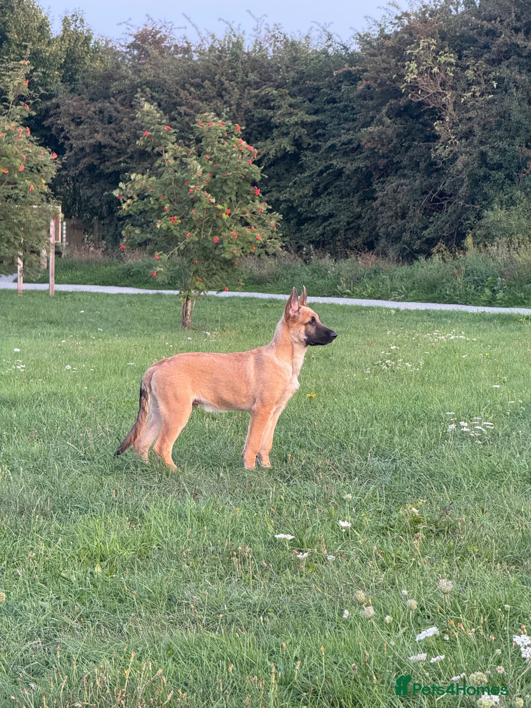 German Shepherd dogs for sale: Adorable German Shepherd Puppy for HisForever Home - Image 5