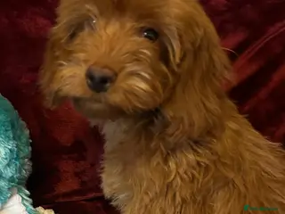 Cockapoo dogs Stunning fox red cockapoo puppies PRA Clear - Advert 13