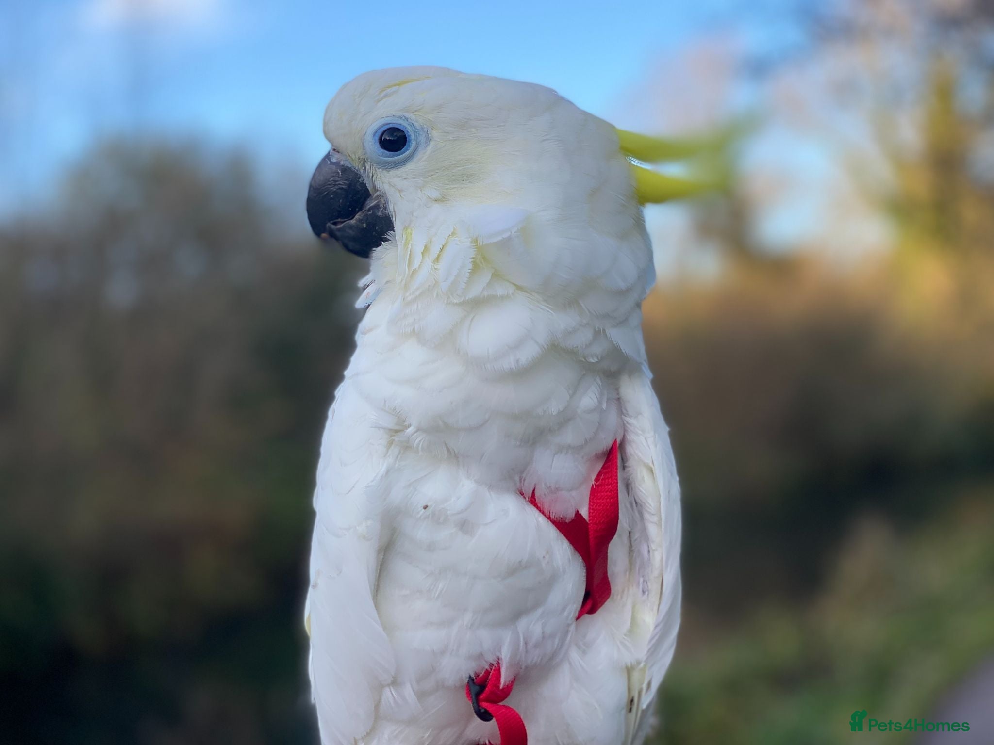Cockatoo birds Triton Cockatoo - Beautiful Tame Trained & Social  - Advert 2