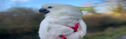 Cockatoo birds for sale: Triton Cockatoo - Beautiful Tame Trained & Social  in Stroud - Advert 2