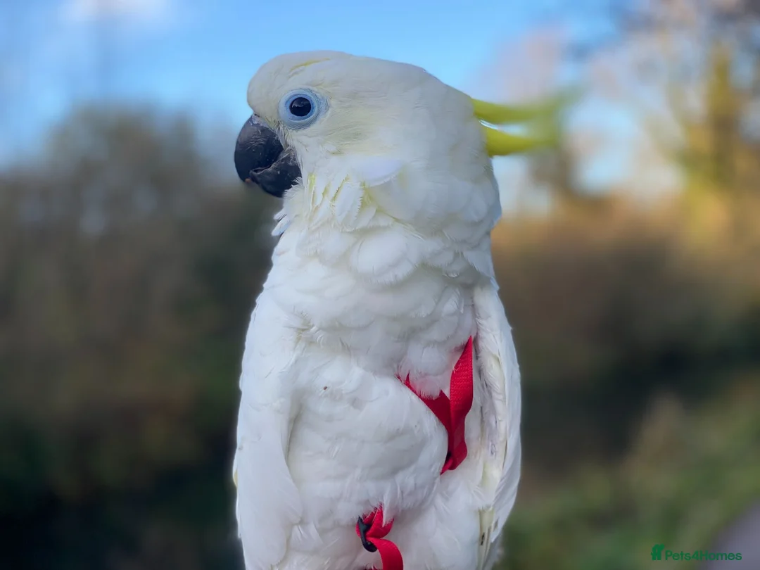 Cockatoo birds for sale: Triton Cockatoo - Beautiful Tame Trained & Social  in Stroud - Advert 2