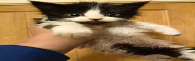 Mixed Breed Kitten 2