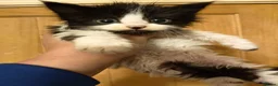 Mixed Breed cats for sale: ⭐ Eye Catching striking kittens ⭐ - Advert 4
