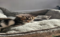 Mixed Breed cats for sale: Tabby mix rangdoll and black - Image 11