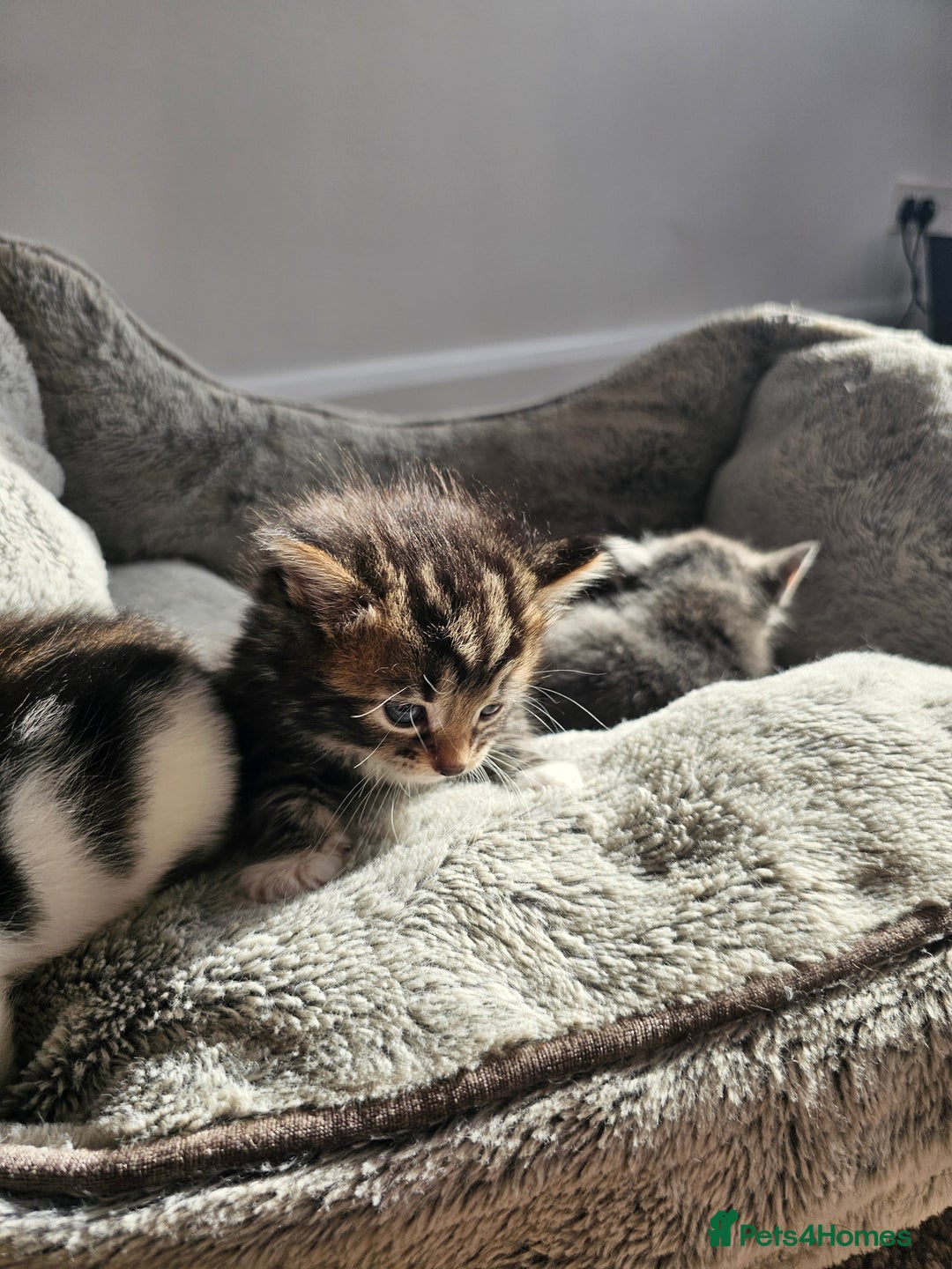 Mixed Breed cats for sale: Tabby mix rangdoll and black - Image 11