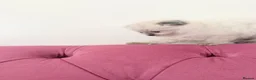 Scottish Fold cats for sale: Beautiful kittens🌹🤭 - Advert 17