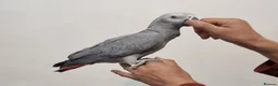Parrots birds for sale: Baby African grey  in Accrington - Advert 15