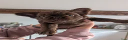 French Bulldog dogs for sale: 3 KC Registered Fluffy  **  French bulldogs - Advert 8