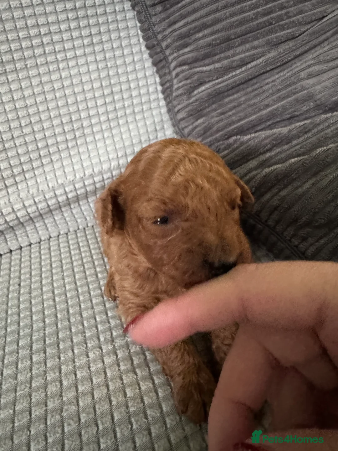 Toy Poodle dogs for sale: Tiny pure dark red toy poodles boy and girls  - Advert 2
