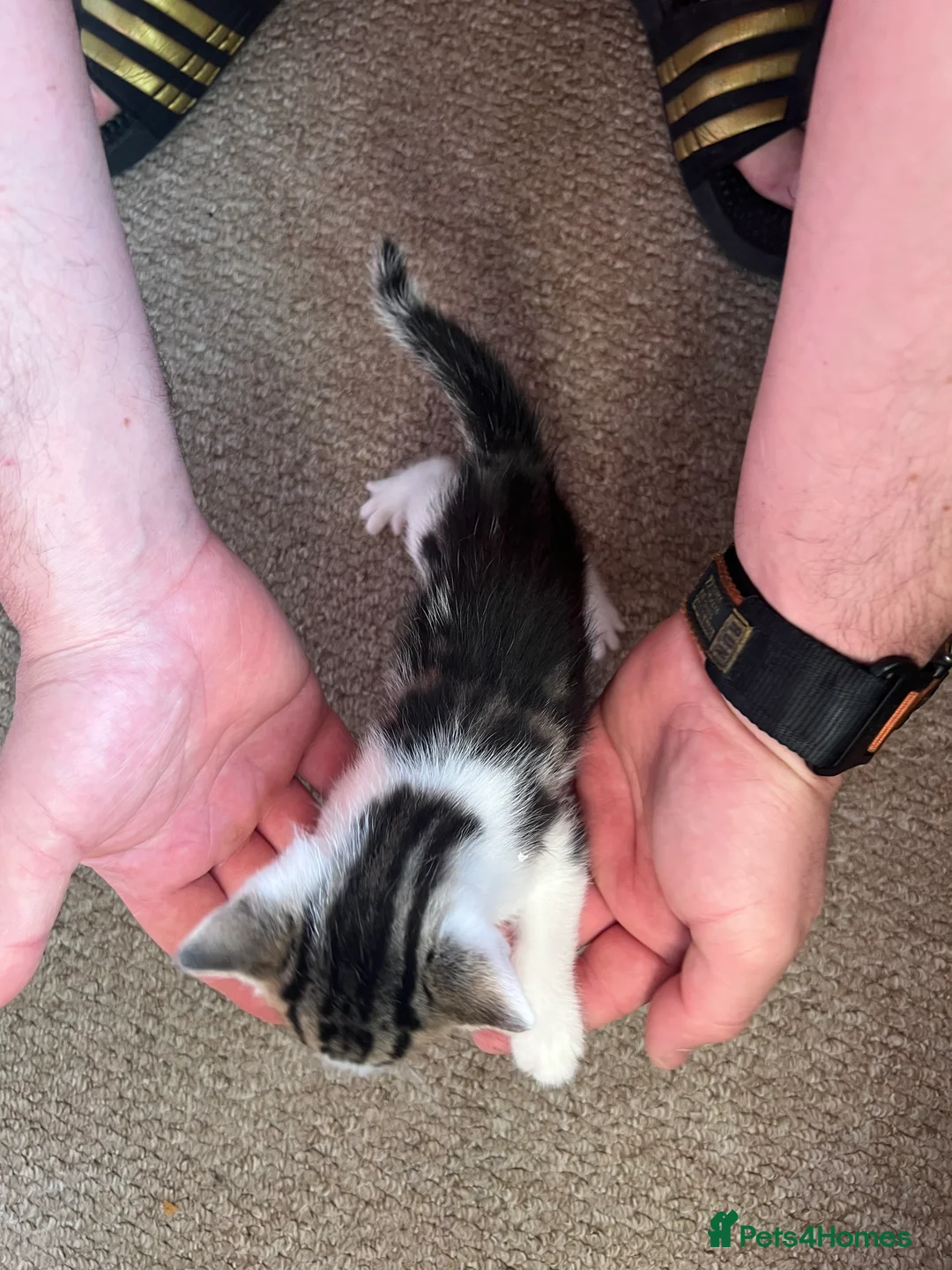 Mixed Breed cats for sale: 4 kittens available for sale - Advert 2