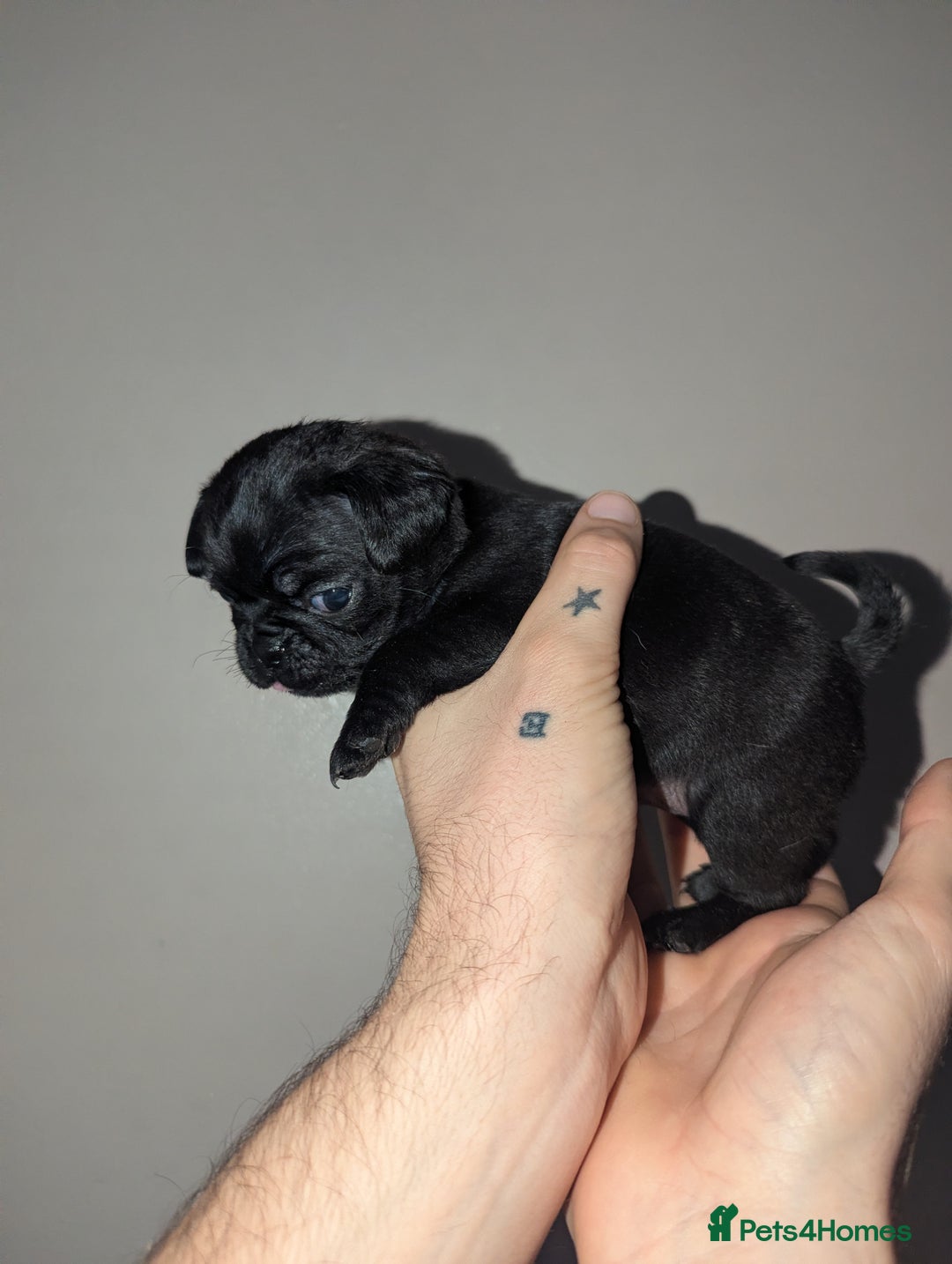 Pug dogs for sale: Pug puppies  - Image 9