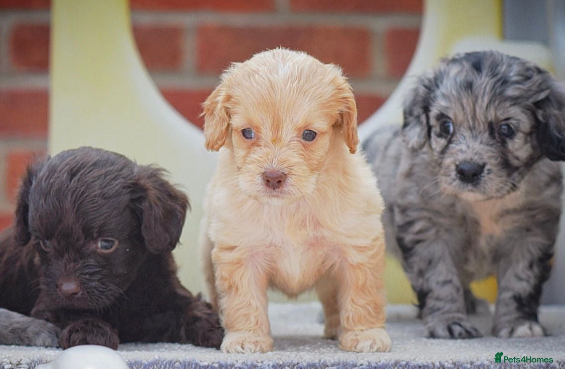 Cockapoo dogs Beautiful puppies  - Advert 14