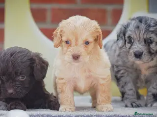 Cockapoo dogs Last 2 girls READY NOW!! - Advert 2