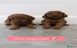 Cockapoo dogs for sale: Cockapoo puppies looking for homes 🏠  - Image 1