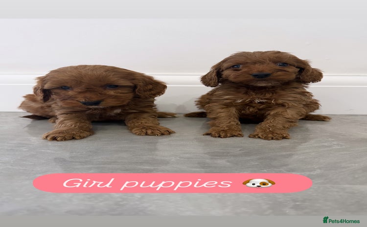 Cockapoo dogs - Advert 16