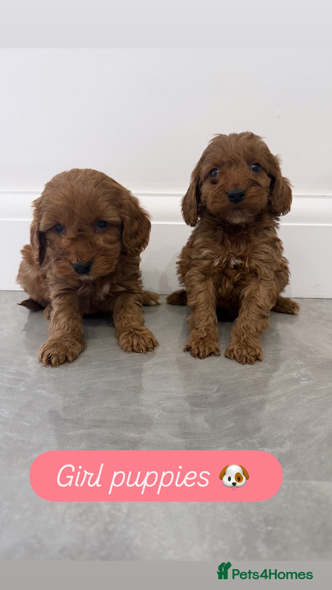 Cockapoo dogs for sale: Cockapoo puppies looking for homes 🏠  - Image 1