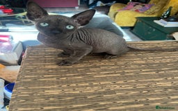 Sphynx cats for sale: Chocolate Canadian Sphynx boy - Advert 2