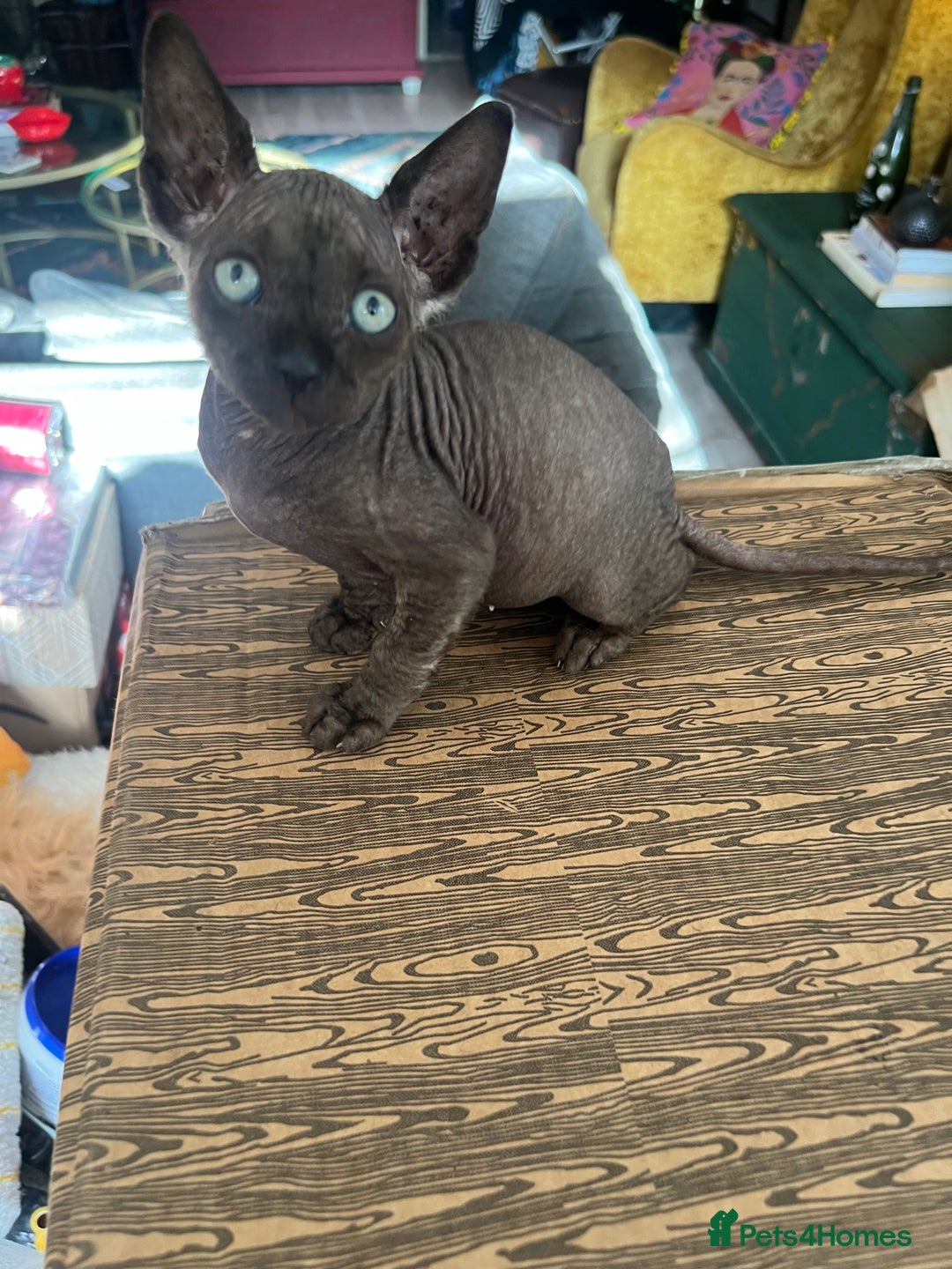 Sphynx cats for sale: Chocolate Canadian Sphynx boy - Advert 2