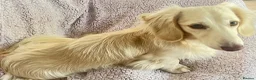 Miniature Dachshund dogs for sale: Beautiful KC boy - Advert 7