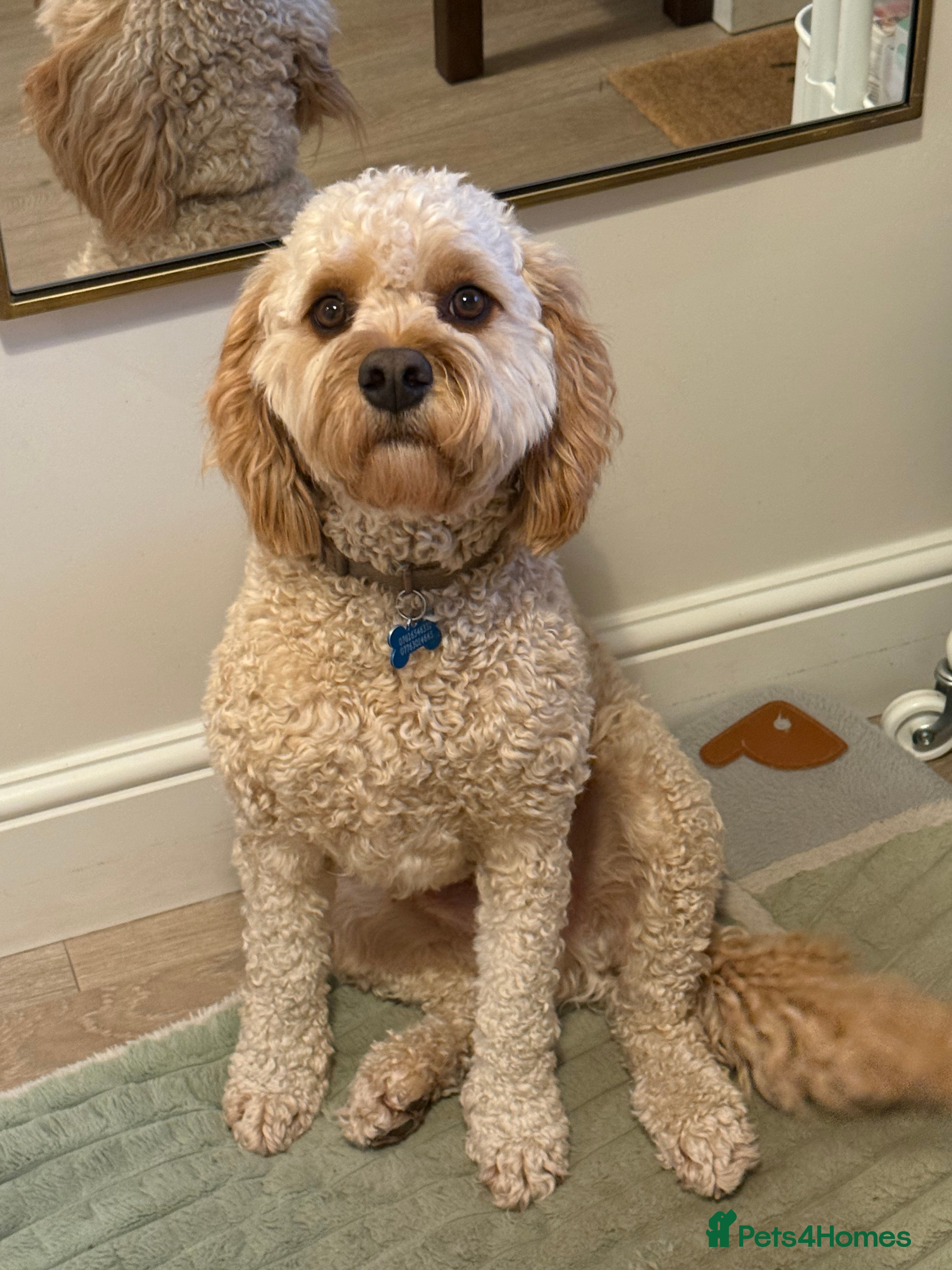 Cavapoo dogs Beautiful/Well trained Cavapoo- Loving Home Needed - Advert 1