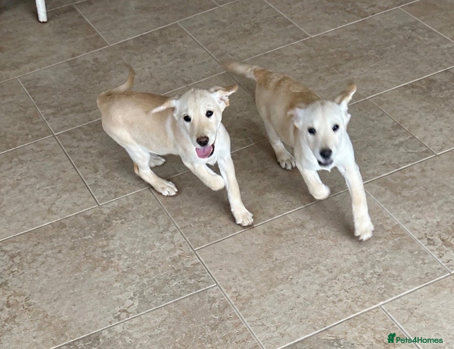 Goldador dogs for sale: Fully vaccinated Goldadors - Advert 7