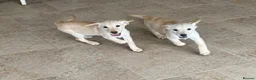 Goldador dogs for sale: Fully vaccinated Goldadors - Advert 1