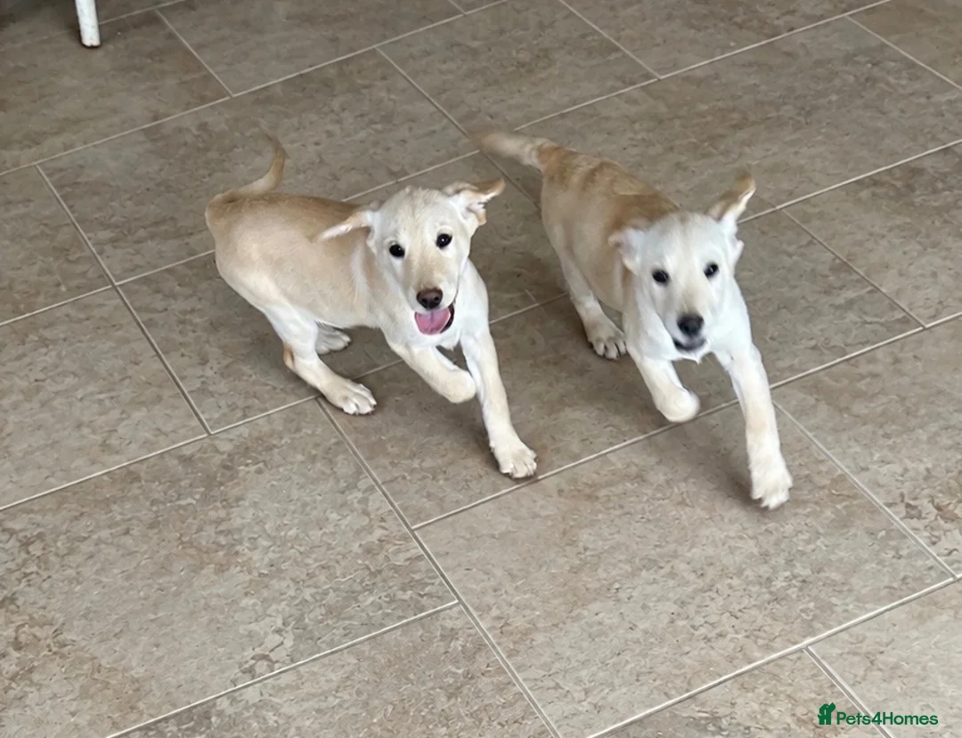 Goldador dogs for sale: Fully vaccinated Goldadors - Advert 1