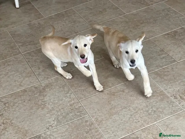 Goldador dogs for sale: Fully vaccinated Goldadors - Advert 7