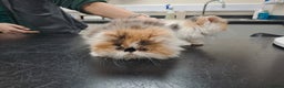 Persian cats for stud: GCCF brother's for stud!!  - Advert 13