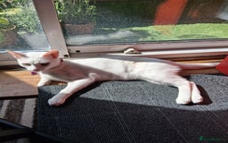 Khao Manee cats for sale: Khao Manee Diamond Eye cat White all over - Image 8