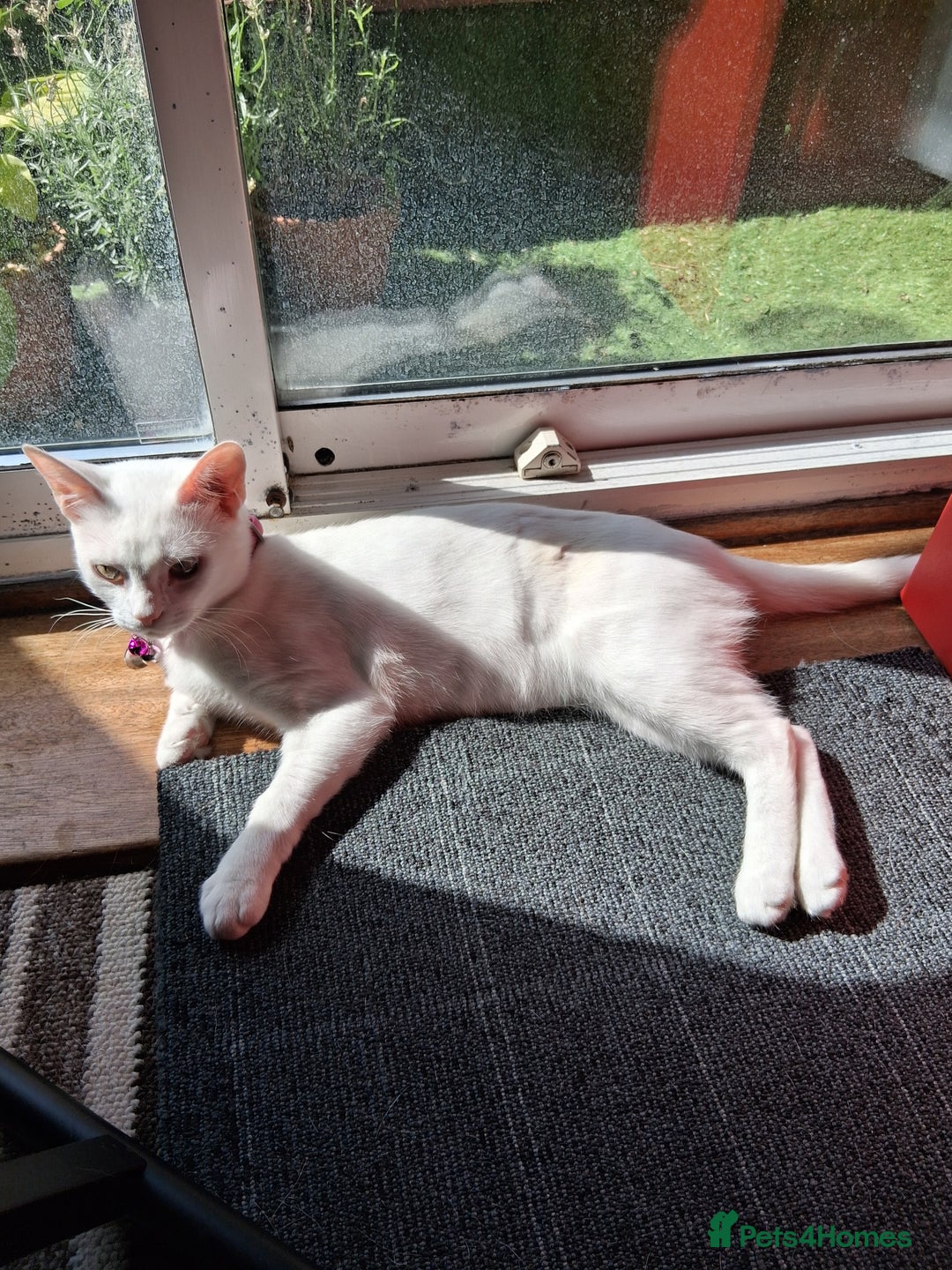 Khao Manee cats for sale: Khao Manee Diamond Eye cat White all over - Image 8