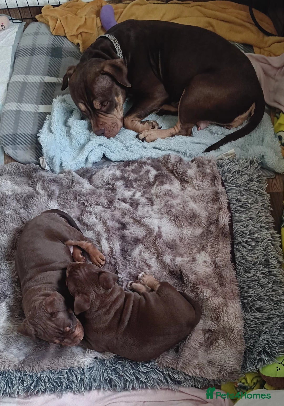 American Bully dogs for sale: Chocolate tri american bully  - Advert 6