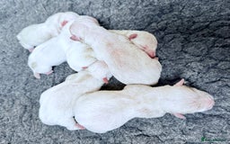 West Highland Terrier dogs for sale: Quality Westie Pups  - Image 5