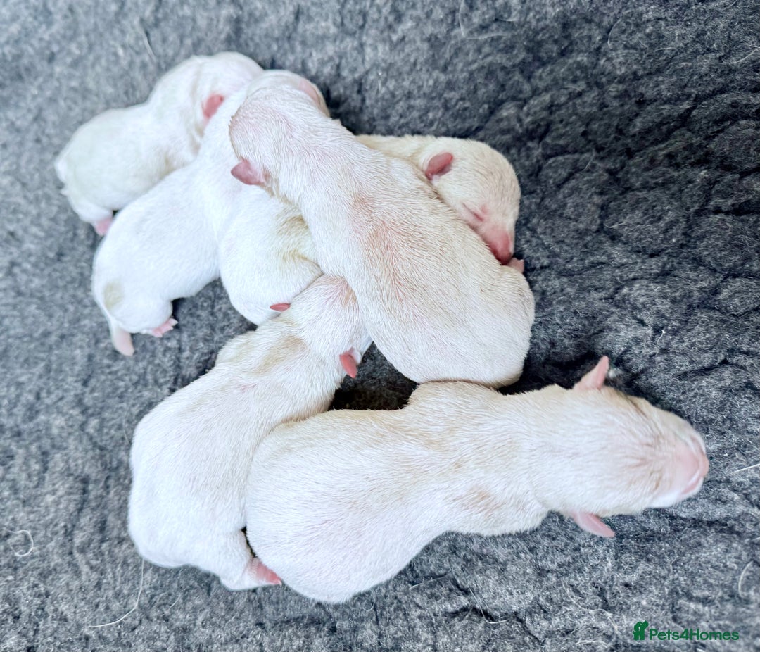 West Highland Terrier dogs for sale: Quality Westie Pups  - Image 5