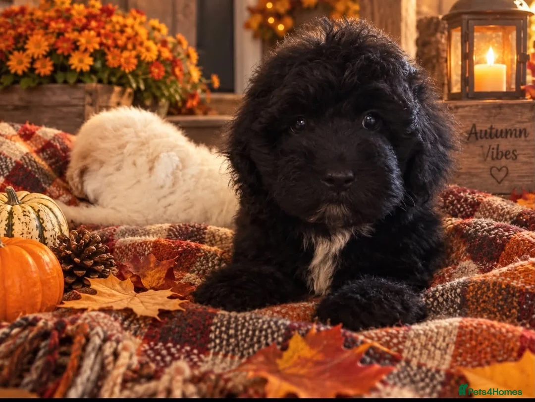 Maltipoo dogs for sale: The most gorgeous and affection at multi poos - Advert 2
