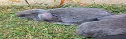 Mini Lop rabbits for sale: Grey mini lops  in Nuneaton - Advert 2