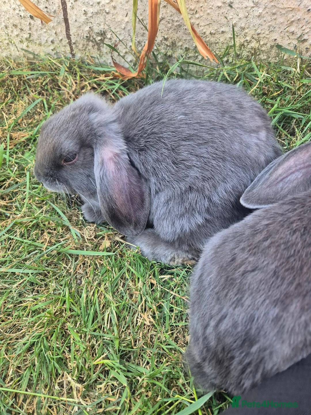 Mini Lop rabbits for sale: Grey mini lops  in Nuneaton - Advert 2