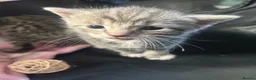 Mixed Breed cats for sale: 1 female grey kitten - Advert 8