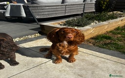 Cocker Spaniel dogs for stud: STUD - Working Cocker Spaniel - Image 9