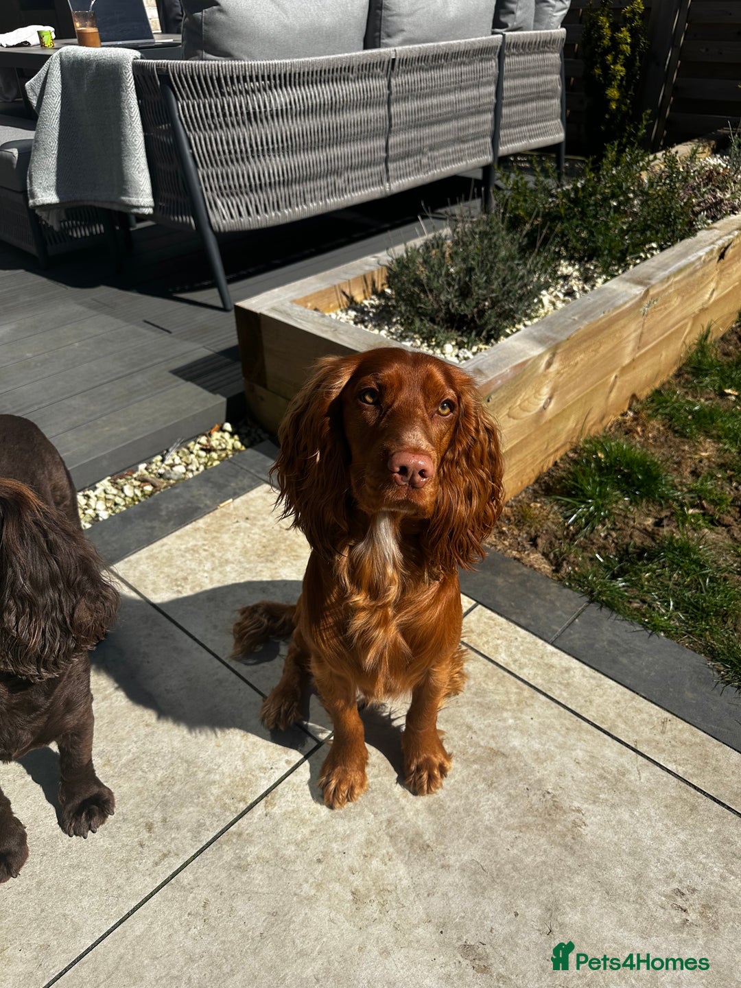 Cocker Spaniel dogs for stud: STUD - Working Cocker Spaniel - Image 9